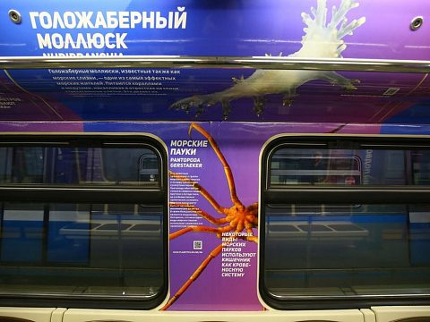 Фото 4 работы «Тематический поезд московского метрополитена "Год экологии"»