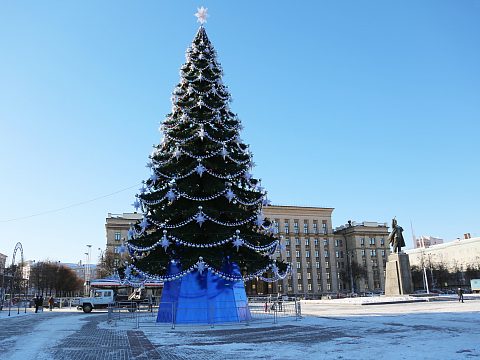 Фото 4 работы «Самая высокая стволовая ель России»